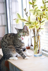 click for enlarge 1205 X 1795 284.1 Kb picture