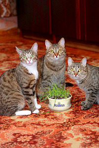 click for enlarge 1205 X 1795 358.1 Kb picture