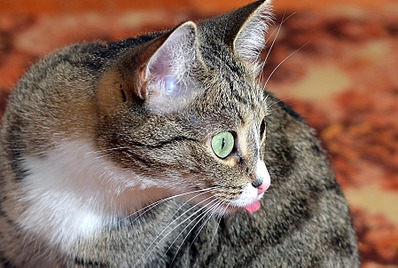 click for enlarge 1795 X 1205 297.1 Kb picture