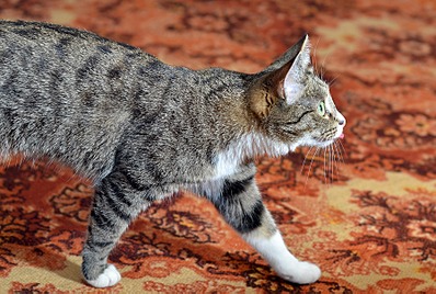 click for enlarge 1795 X 1205 379.3 Kb picture