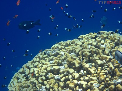 click for enlarge 800 X 600 103.6 Kb picture