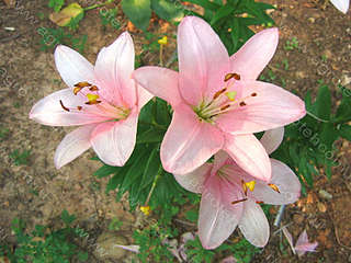 click for enlarge 800 X 600 67.8 Kb picture