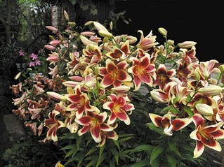 click for enlarge 1065 X 800 230.7 Kb picture