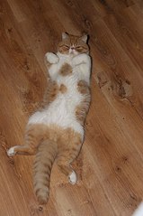 click for enlarge 537 X 807 77.9 Kb picture