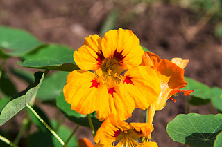 click for enlarge 1920 X 1280 424.4 Kb picture