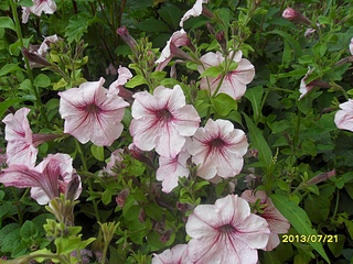 click for enlarge 1024 X 768 388.0 Kb picture
