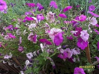 click for enlarge 1024 X 768 437.7 Kb picture