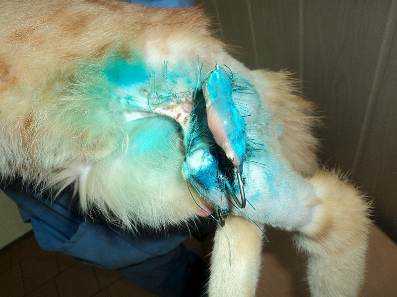 click for enlarge 1920 X 1440 592.6 Kb picture