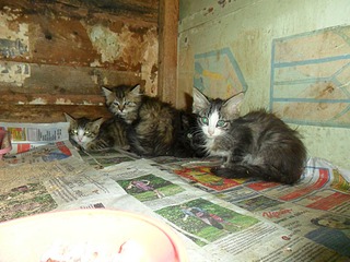 click for enlarge 1000 X 750 268.0 Kb picture