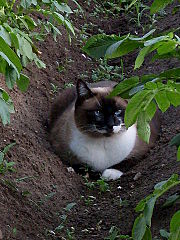 click for enlarge 360 X 480 50.5 Kb picture