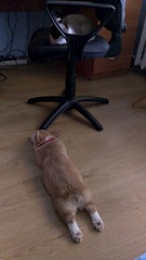 click for enlarge 1840 X 3264 339.3 Kb picture