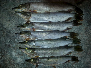 click for enlarge 1920 X 1440 337.5 Kb picture