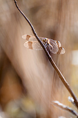 click for enlarge 664 X 1000 142.4 Kb picture