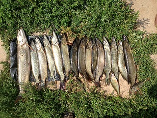 click for enlarge 1920 X 1440 622.8 Kb picture