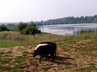 click for enlarge 1920 X 1440 585.5 Kb picture