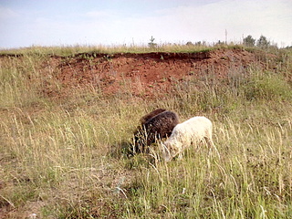 click for enlarge 1920 X 1440 401.2 Kb picture