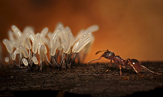 click for enlarge 1024 X 608 232.2 Kb picture