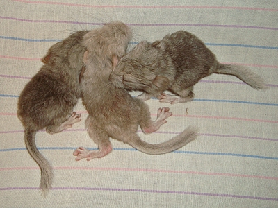 click for enlarge 1136 X 852 919.4 Kb picture