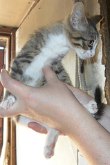 click for enlarge 1000 X 1501 478.0 Kb picture