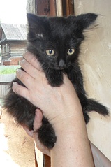 click for enlarge 1000 X 1502 422.3 Kb picture