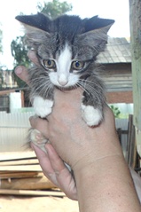 click for enlarge 1000 X 1502 418.1 Kb picture