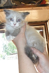 click for enlarge 1500 X 2251 811.3 Kb picture