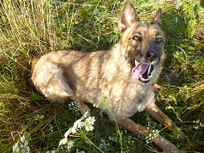 click for enlarge 1920 X 1440 525.8 Kb picture