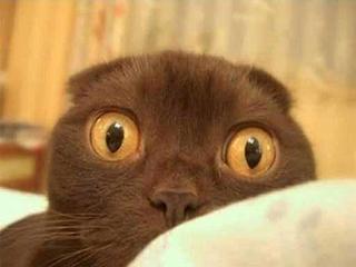 click for enlarge 1024 X 768  48.0 Kb picture