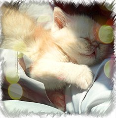 click for enlarge 1005 X 1024 196.2 Kb picture