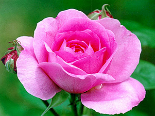 click for enlarge 650 X 488 146.8 Kb picture