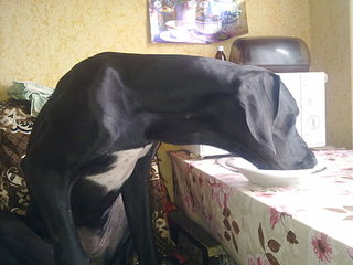 click for enlarge 1920 X 1440 332.8 Kb picture