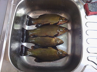 click for enlarge 1920 X 1440 662.7 Kb picture