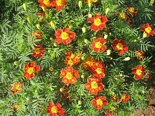 click for enlarge 1920 X 1440 540.3 Kb picture
