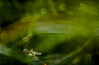 click for enlarge 1000 X 664 160.7 Kb picture