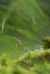 click for enlarge 1008 X 1500 97.5 Kb picture