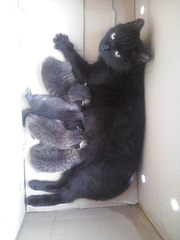 click for enlarge 1920 X 2560 876.7 Kb picture