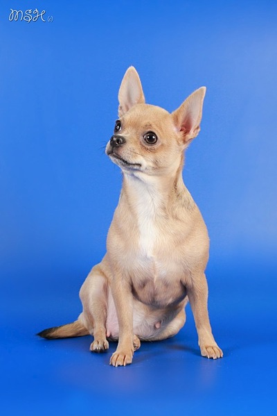 click for enlarge 539 X 807 60.0 Kb picture