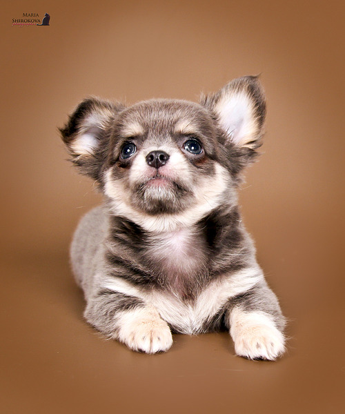 click for enlarge 1920 X 2304 999.5 Kb picture