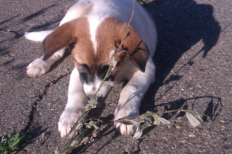 click for enlarge 1920 X 1280 551.7 Kb picture