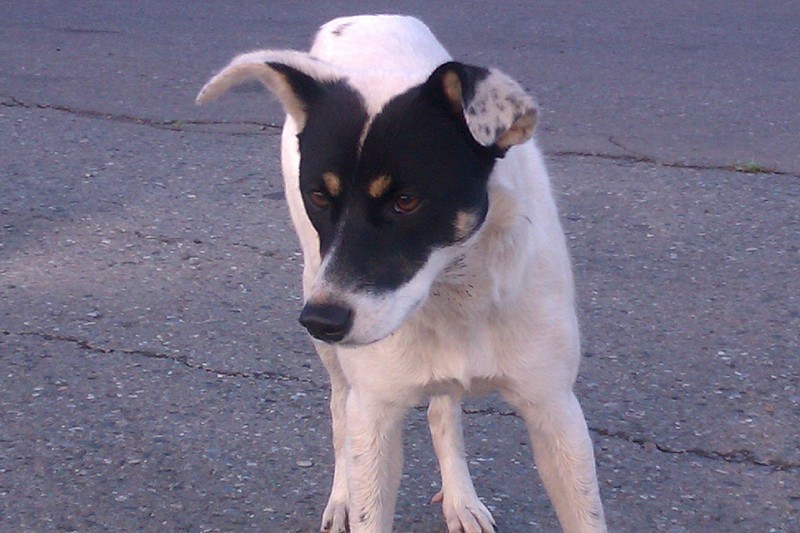 click for enlarge 1920 X 1280 394.3 Kb picture