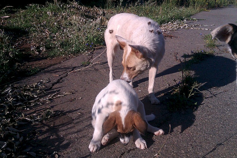 click for enlarge 1920 X 1280 746.1 Kb picture