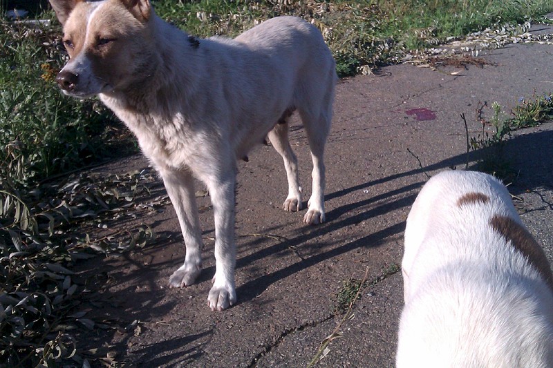 click for enlarge 1920 X 1280 618.3 Kb picture