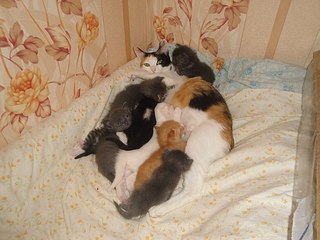 click for enlarge 604 X 453 52.5 Kb picture