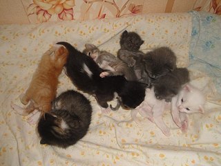 click for enlarge 604 X 453 50.4 Kb picture