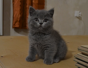 click for enlarge 1920 X 1491 122.0 Kb picture