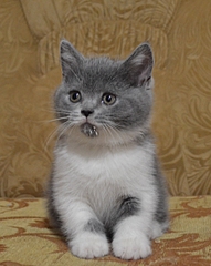 click for enlarge 1816 X 2280 213.7 Kb picture