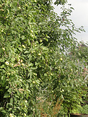 click for enlarge 255 X 340  41.2 Kb picture