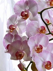 click for enlarge 600 X 800 115.0 Kb picture