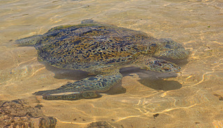 click for enlarge 695 X 400 293.1 Kb picture