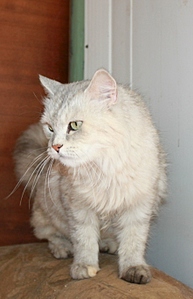 click for enlarge 441 X 683 112.0 Kb picture